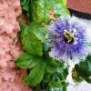 Fiore di passiflora viola con frange bianche e foglie verdi vicino a un muro rosa.