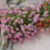 Fiori rosa e rossi su muretto di pietra.