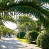 Viale alberato con palme e siepi.